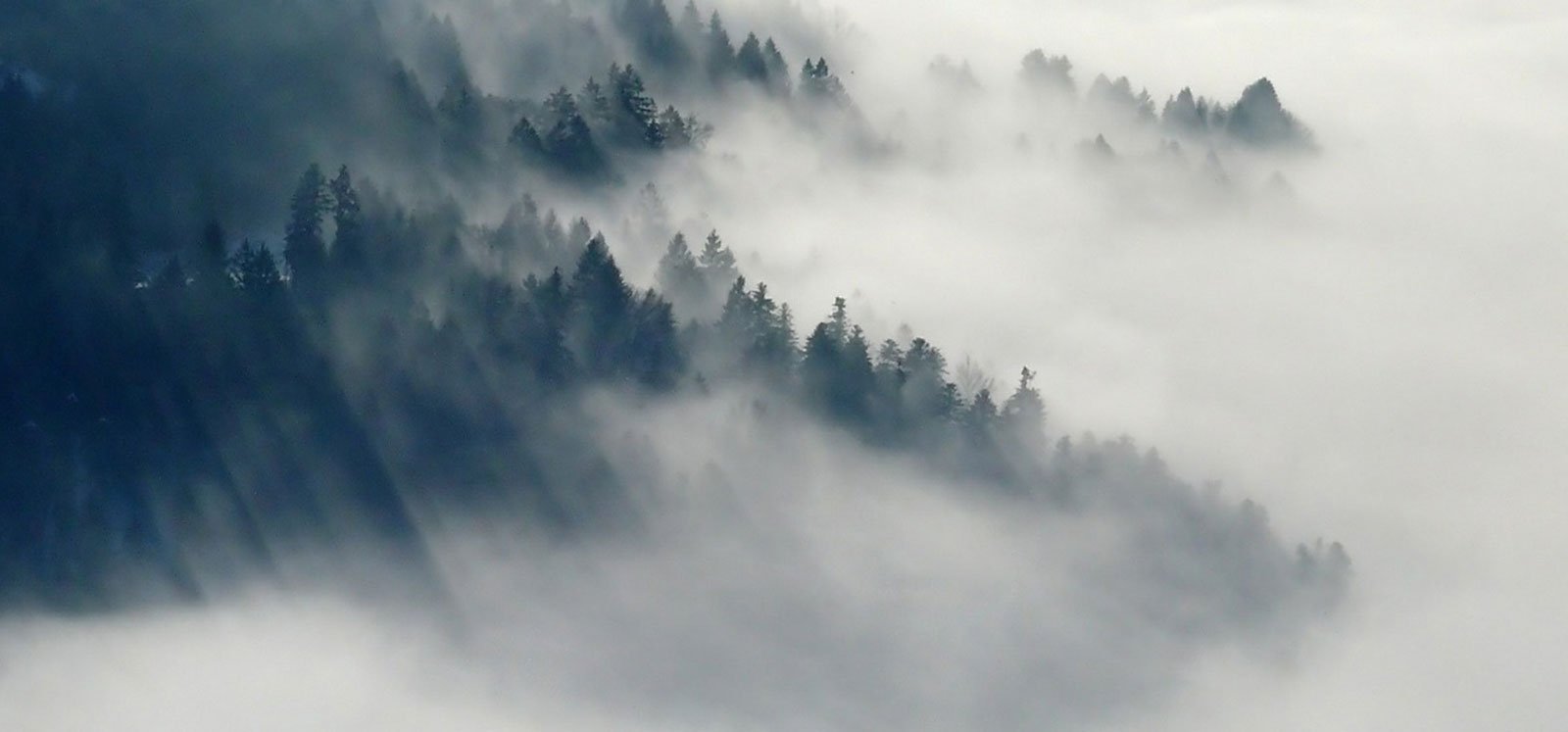 The Bug, The Kid, and The Fog